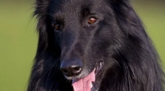 Grünendal (снимка): игрив красив мъж, черен като нощ